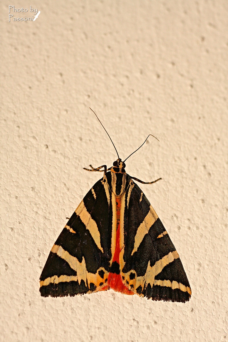 Euplagia Quadripunctuaria!