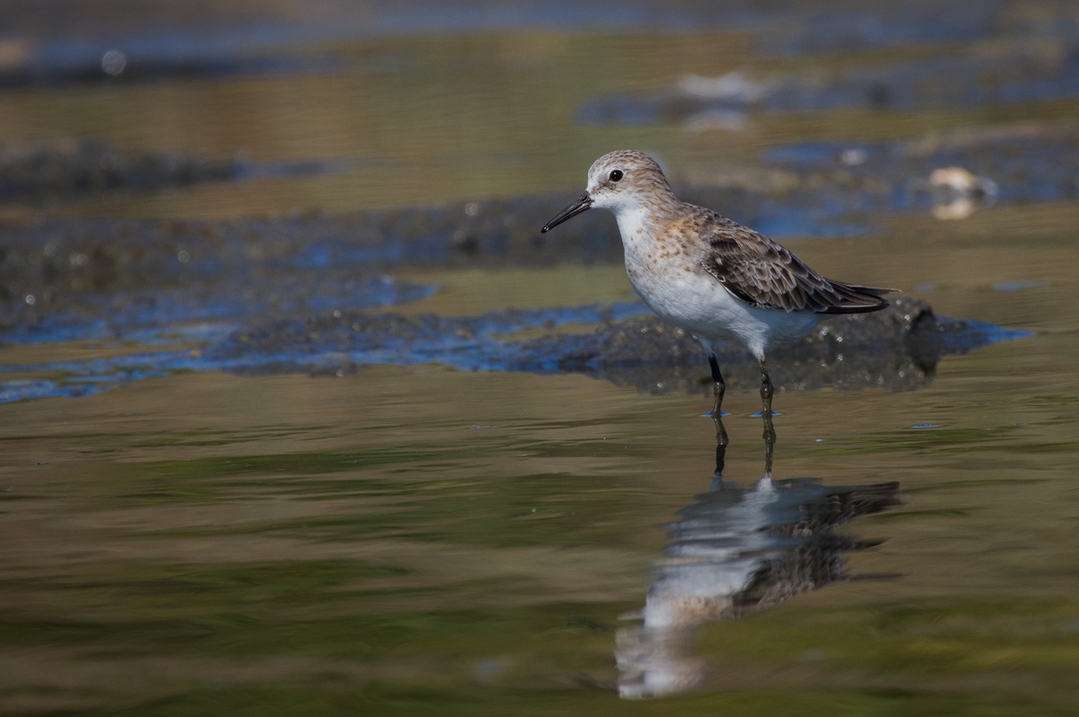 Sandpiper