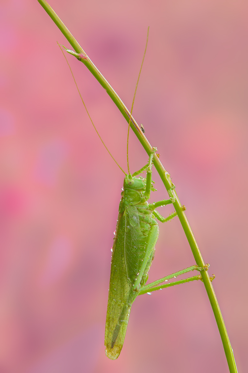 conversazioni in rosa