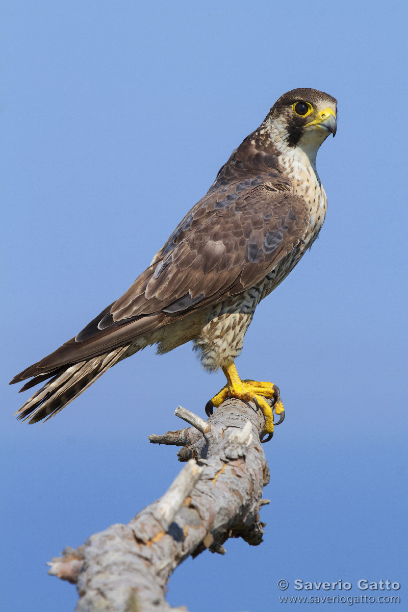 Peregrine Falcon