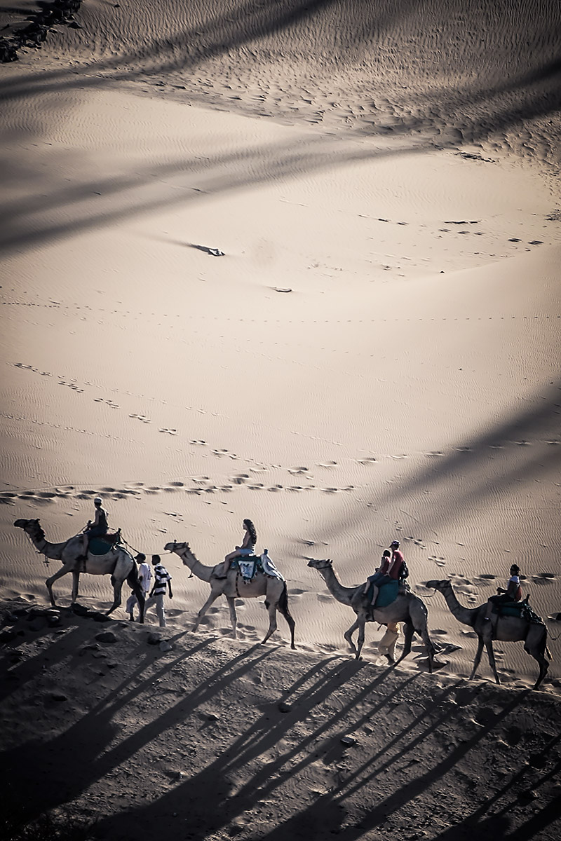 Cammelli tra le dune