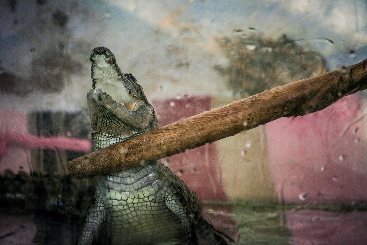 Il coccodrillo come fa?