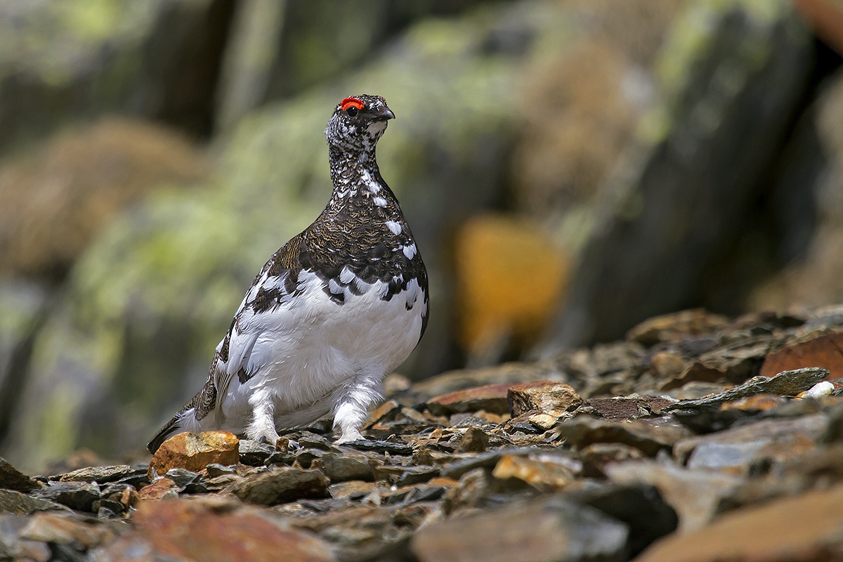 pernice bianca Parco nazionale dello Stelvio