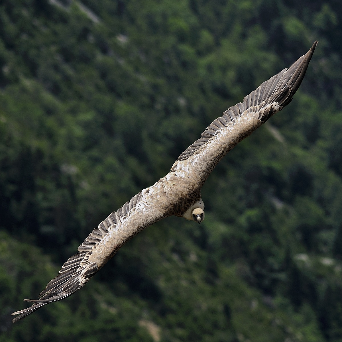 Grifone - Gole del Verdon