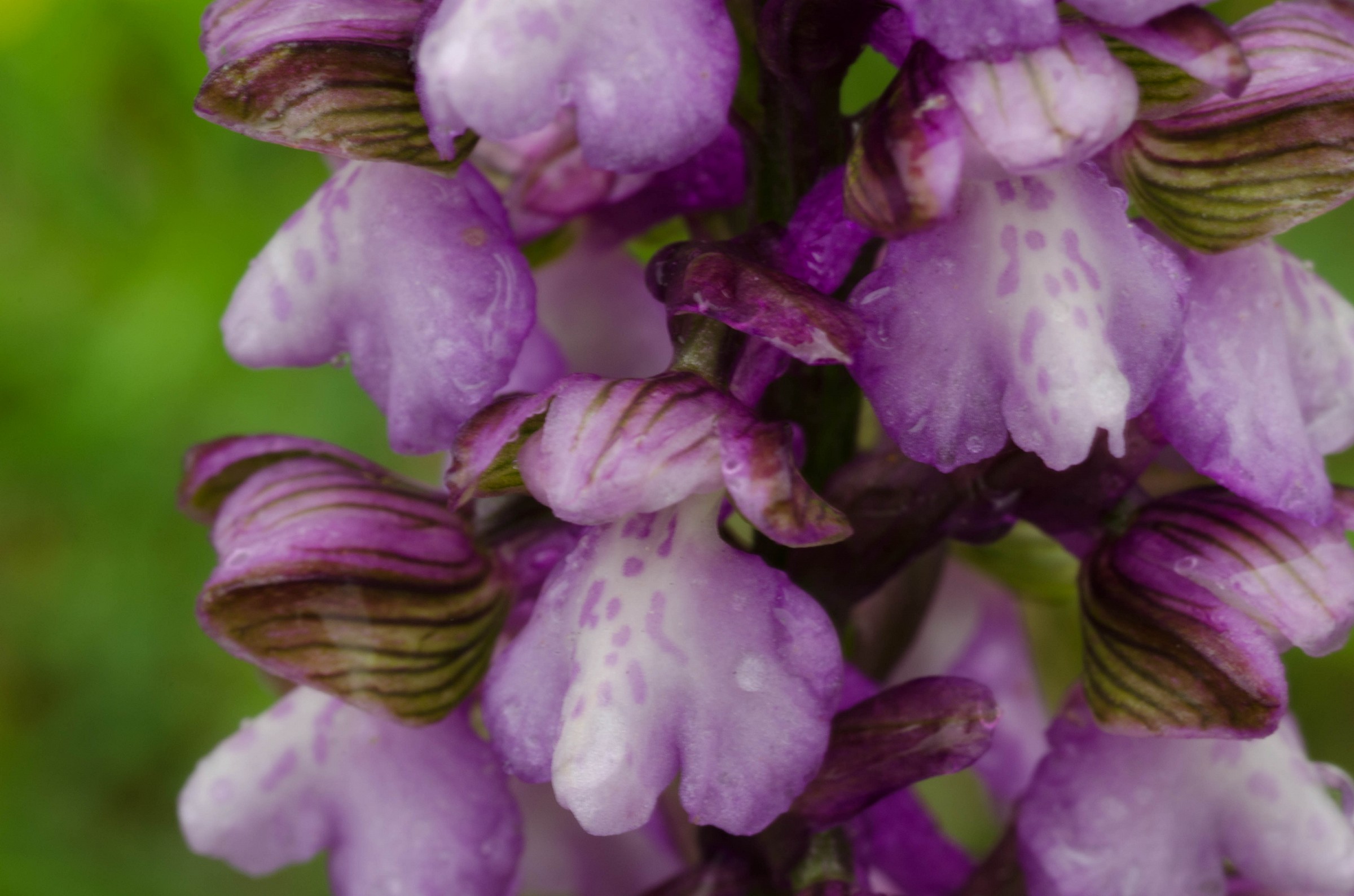 Orchis Morio