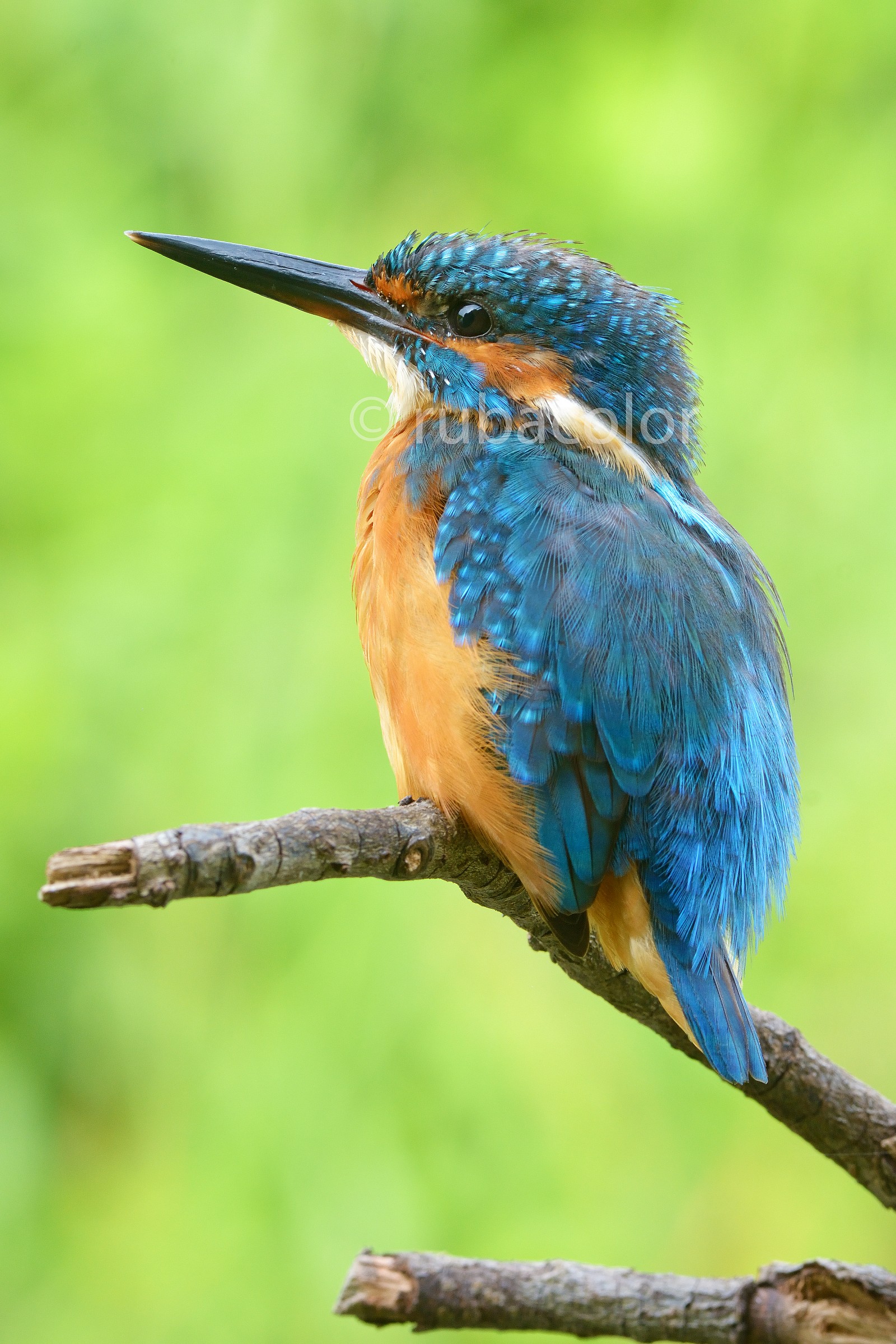 Martin in the vertical