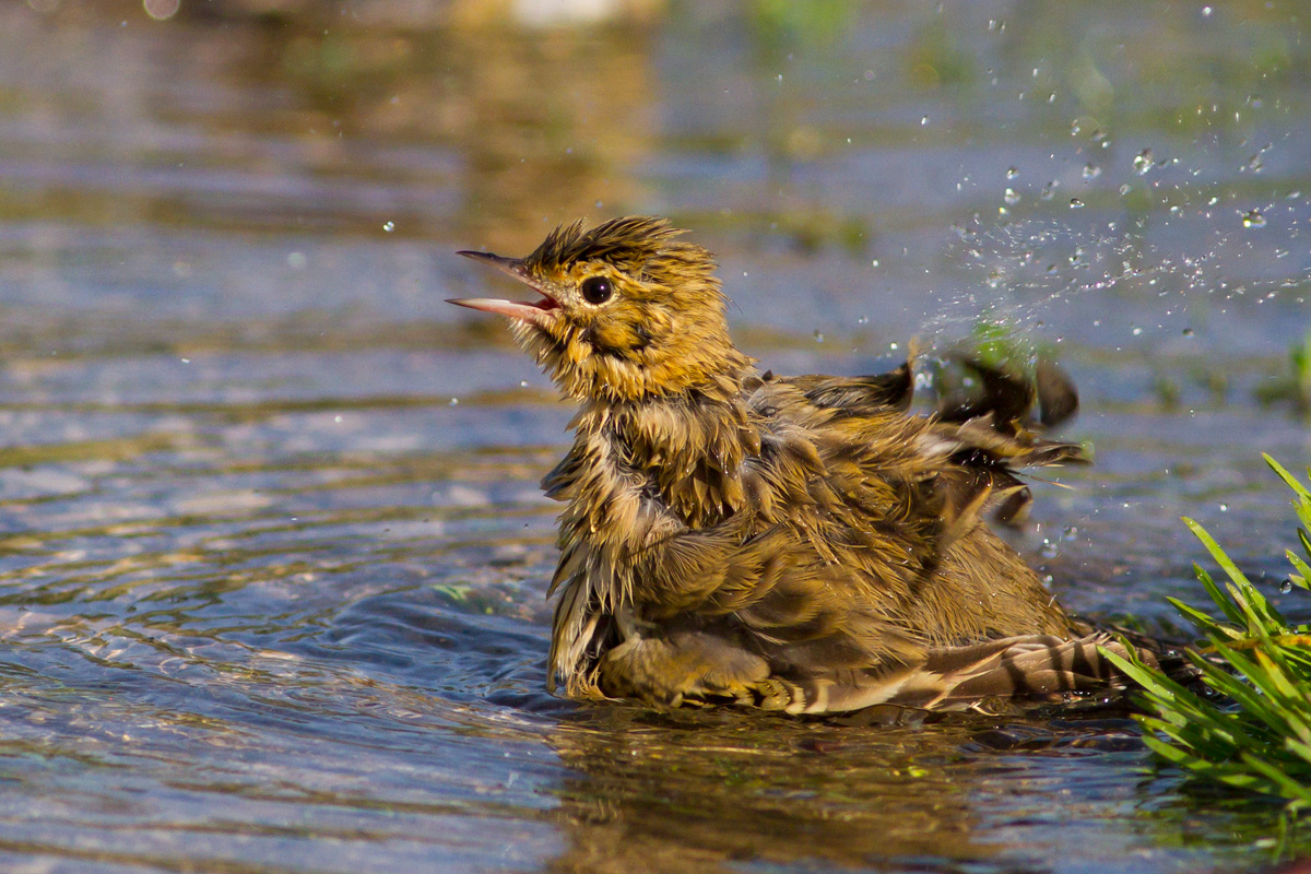 A beautiful sgrullatina it takes .......