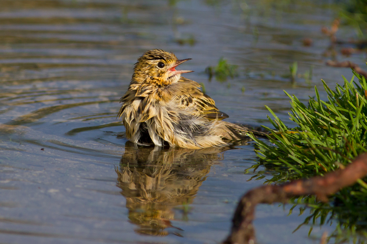 Tree Pipit