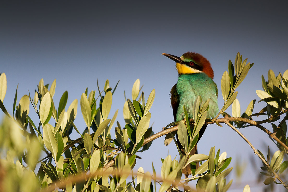 Bee-eater on the olive