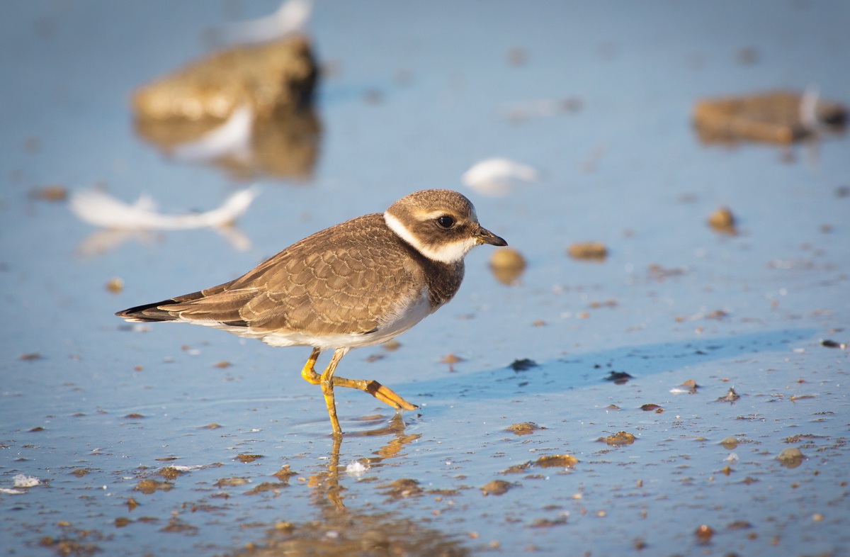 Little Ringed Plover