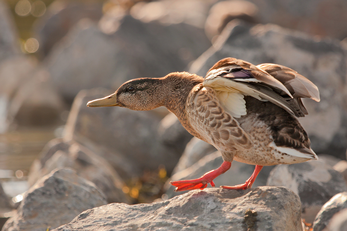 Mallard - stretching