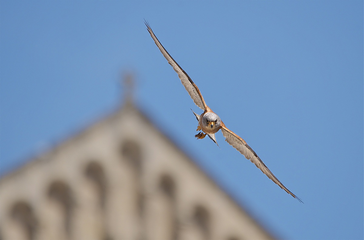 Kestrel set with spire Cathedral of Matera