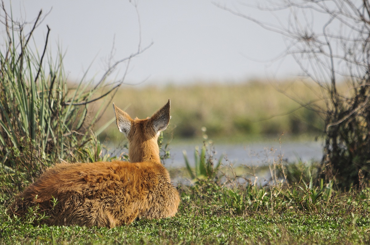 marsh deer-female -