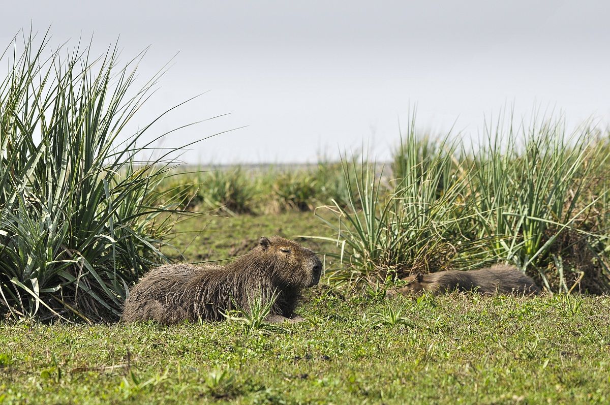 capybara