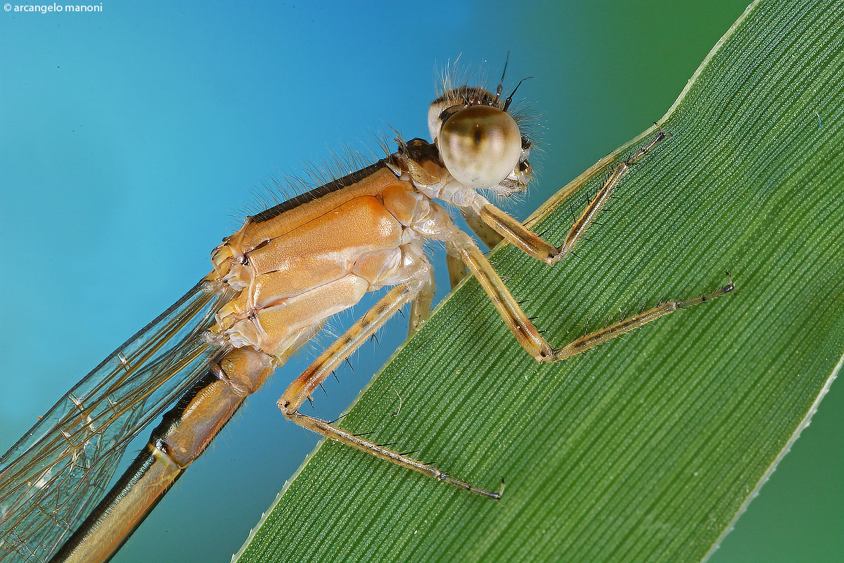 La tenerezza aggrappata ad un filo d'erba