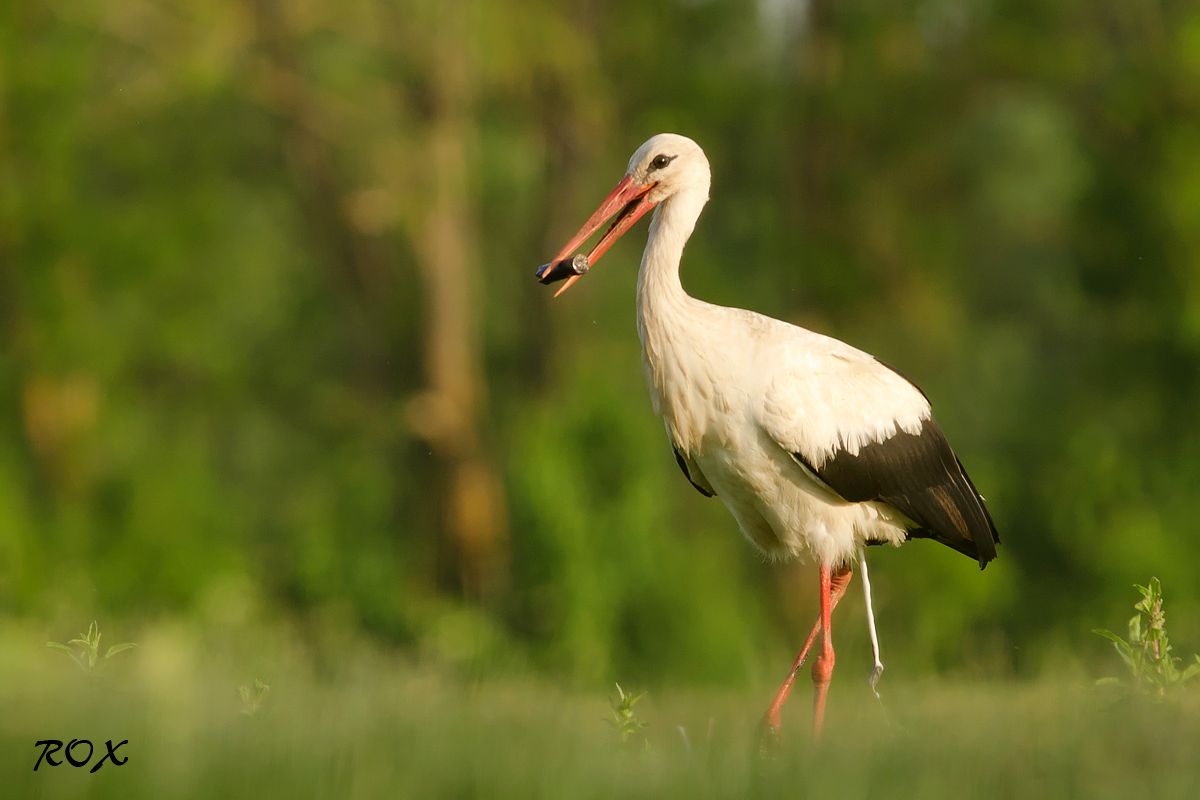 Interessante trovare