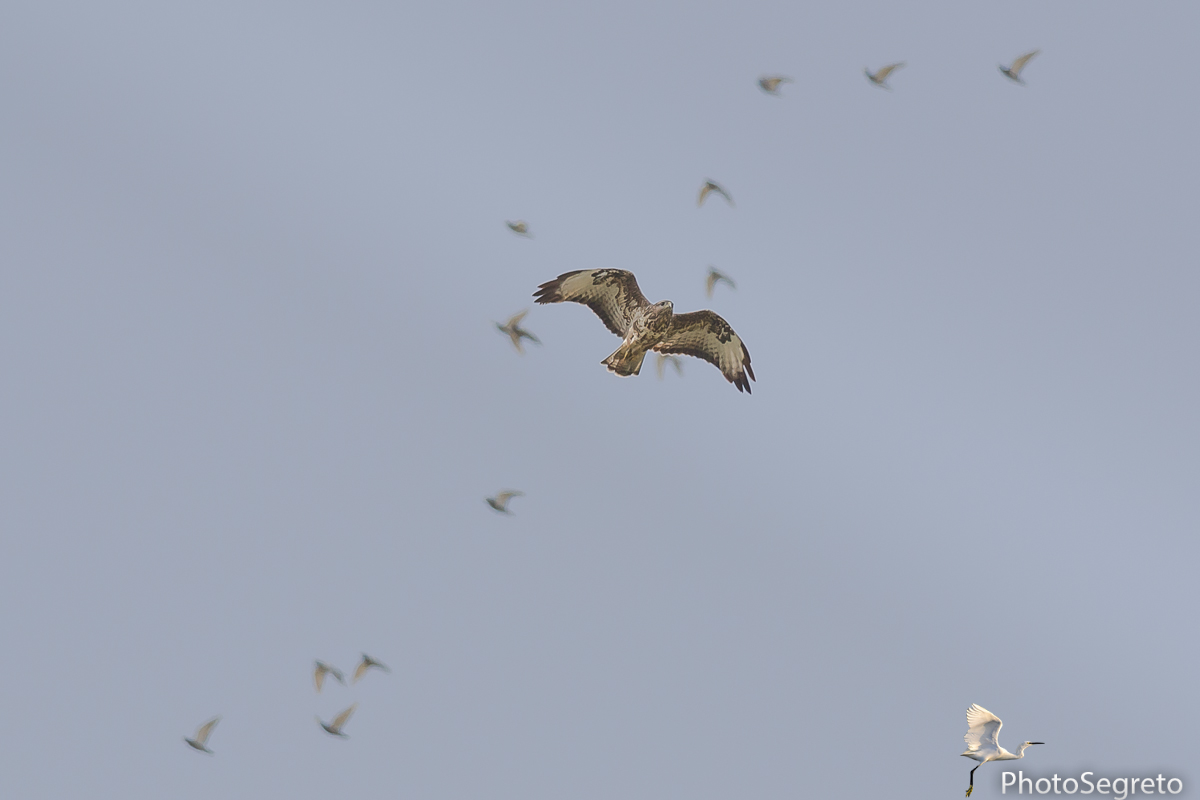 Poiana tra i gruccioni