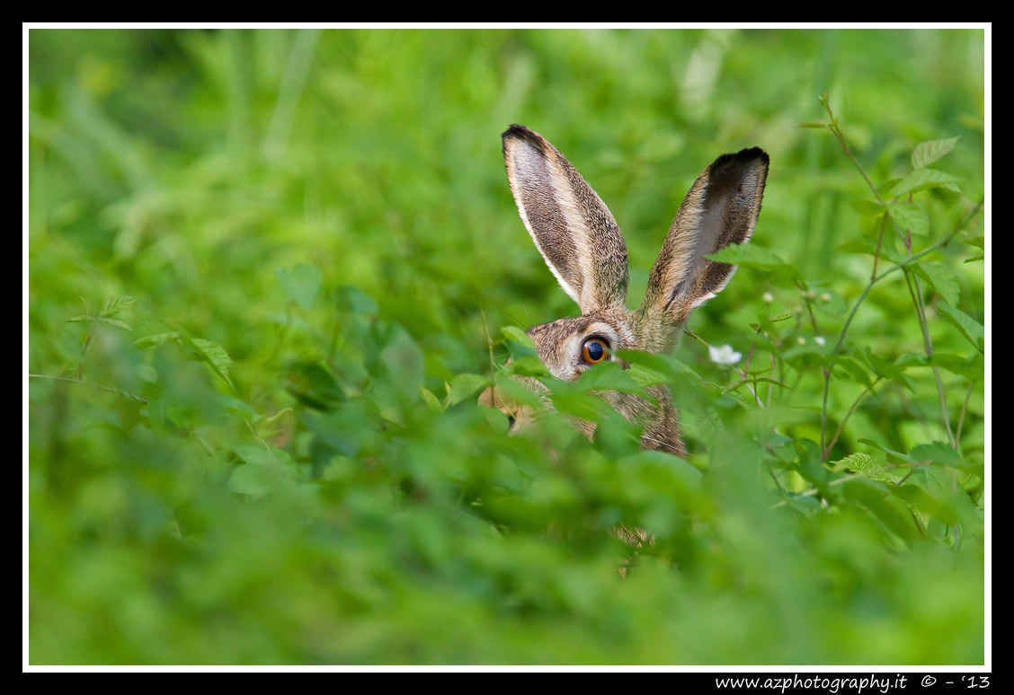 Hare
