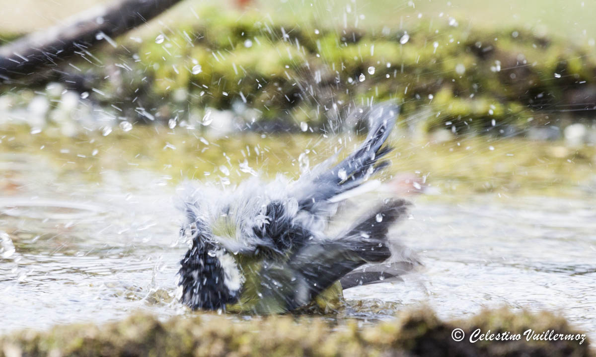Cinciallegra che si fà il bagnetto