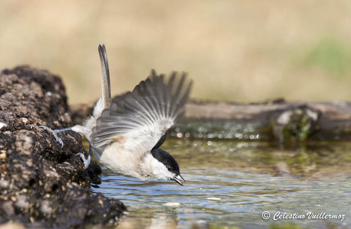 Cincia Bigia  spicca il volo