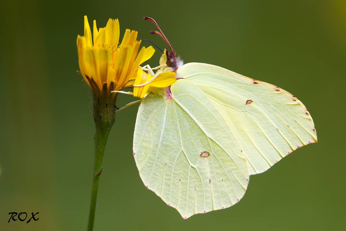 Gonepteryx rhamni