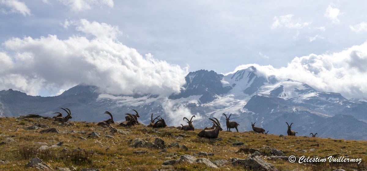 Stambecchi e Grand Paradiso