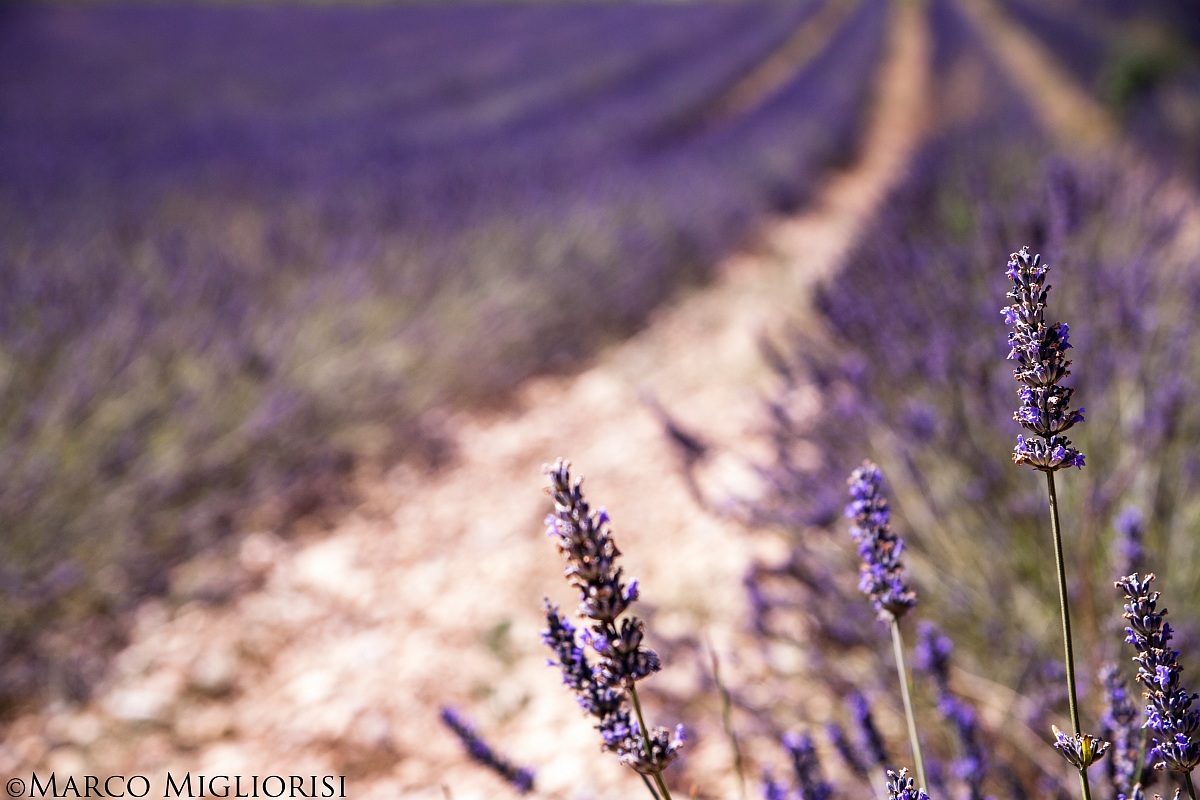 Lavanda Fields Forever.