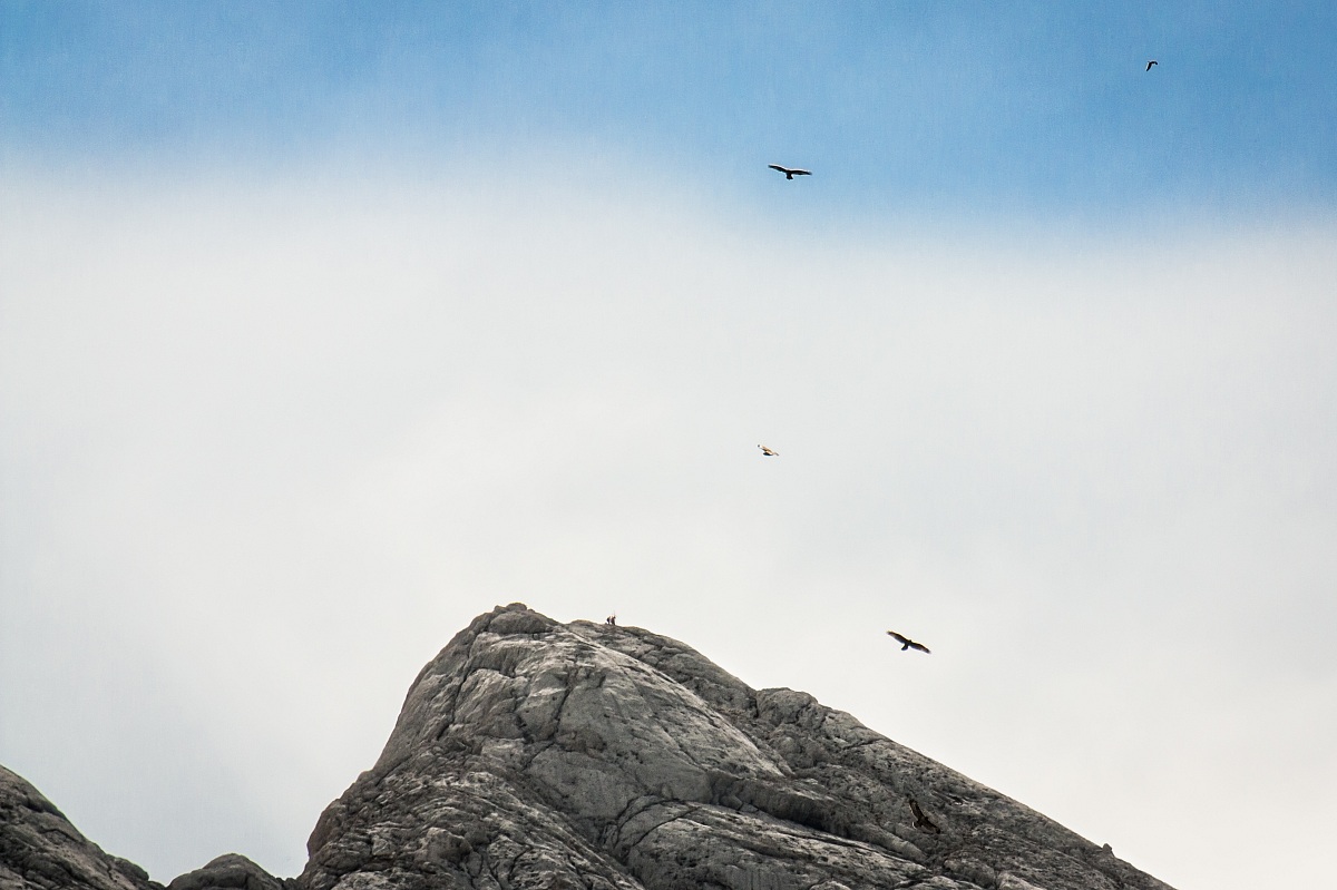 Golden eagles fly on the Gran Sasso