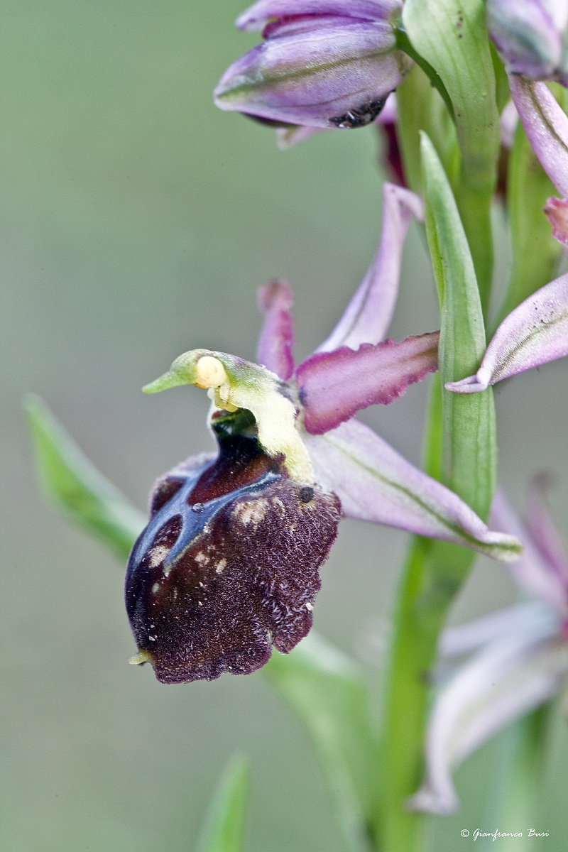 ophrys sphegodes ssp precox