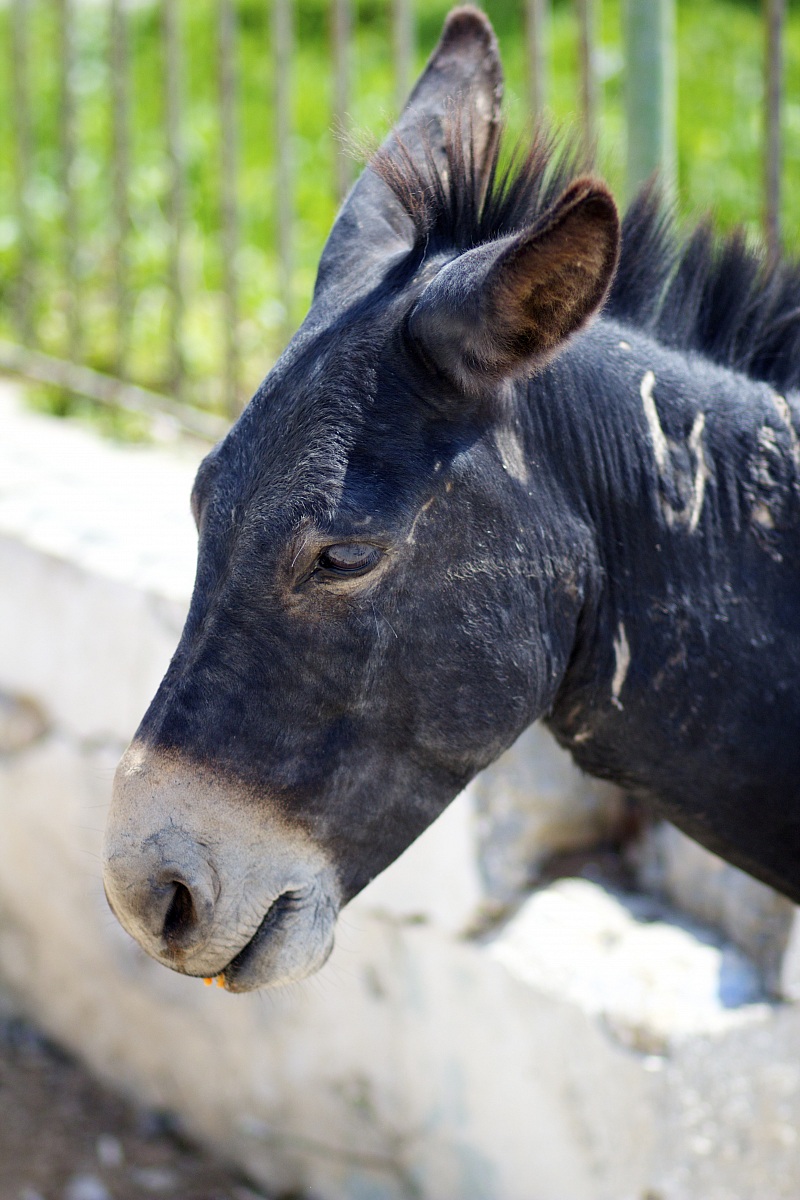 Animali della penisola di karpaz,Cipro