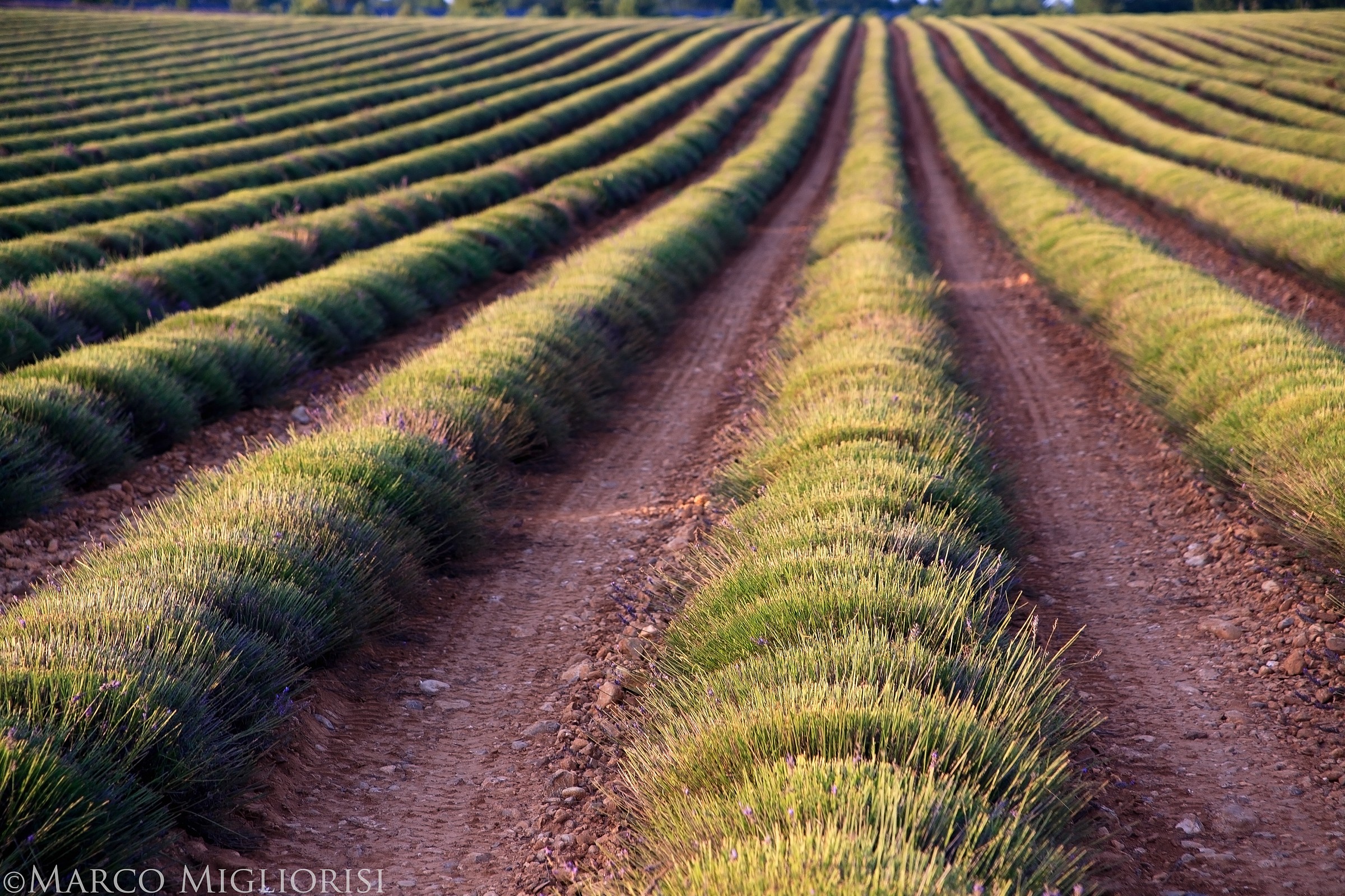 I used to be lavanda.