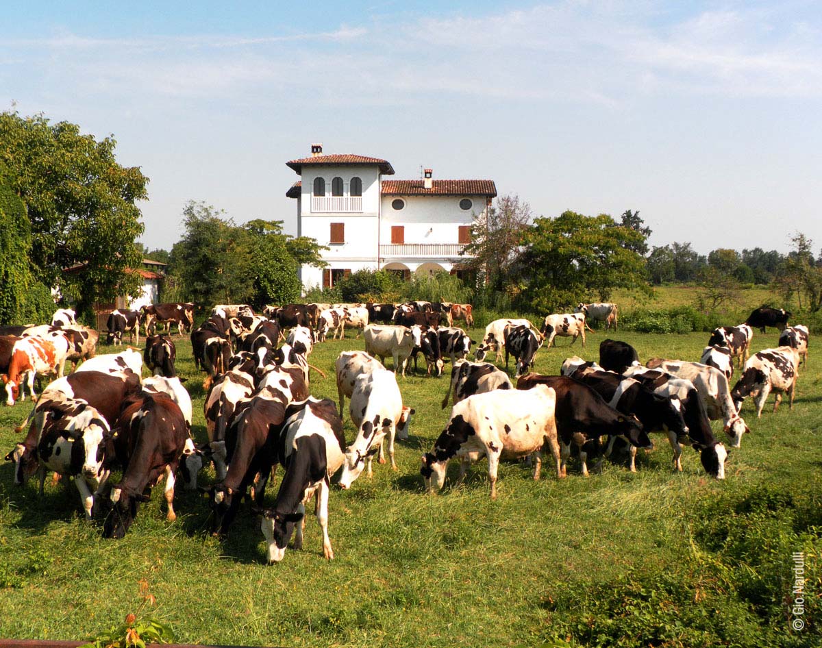 cows ... the White House.
