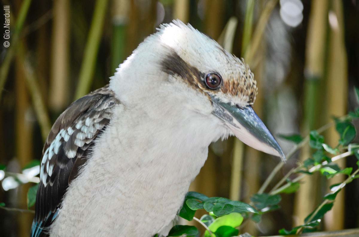 oasis of S.Alessio # # #