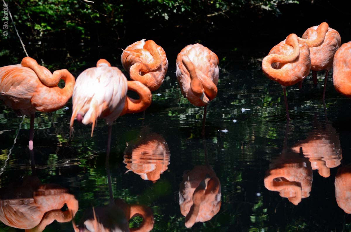 oasis of S.Alessio # # # # #