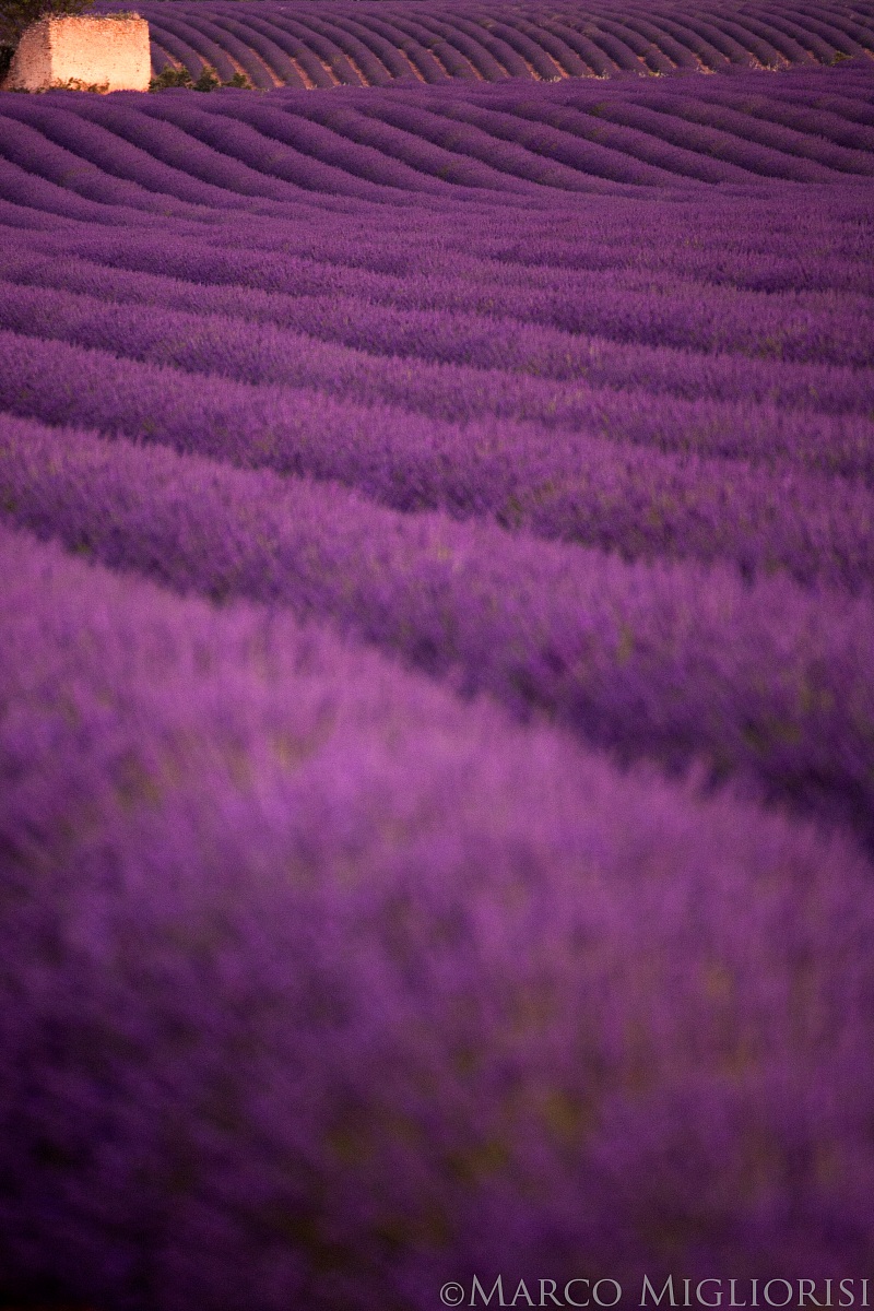 Lavanda Fields Forever.