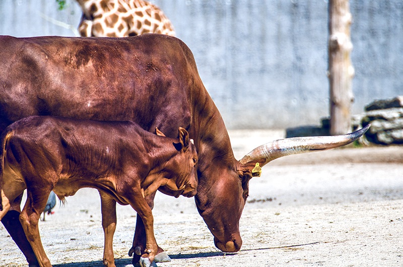 Stamm close to many att close to ...