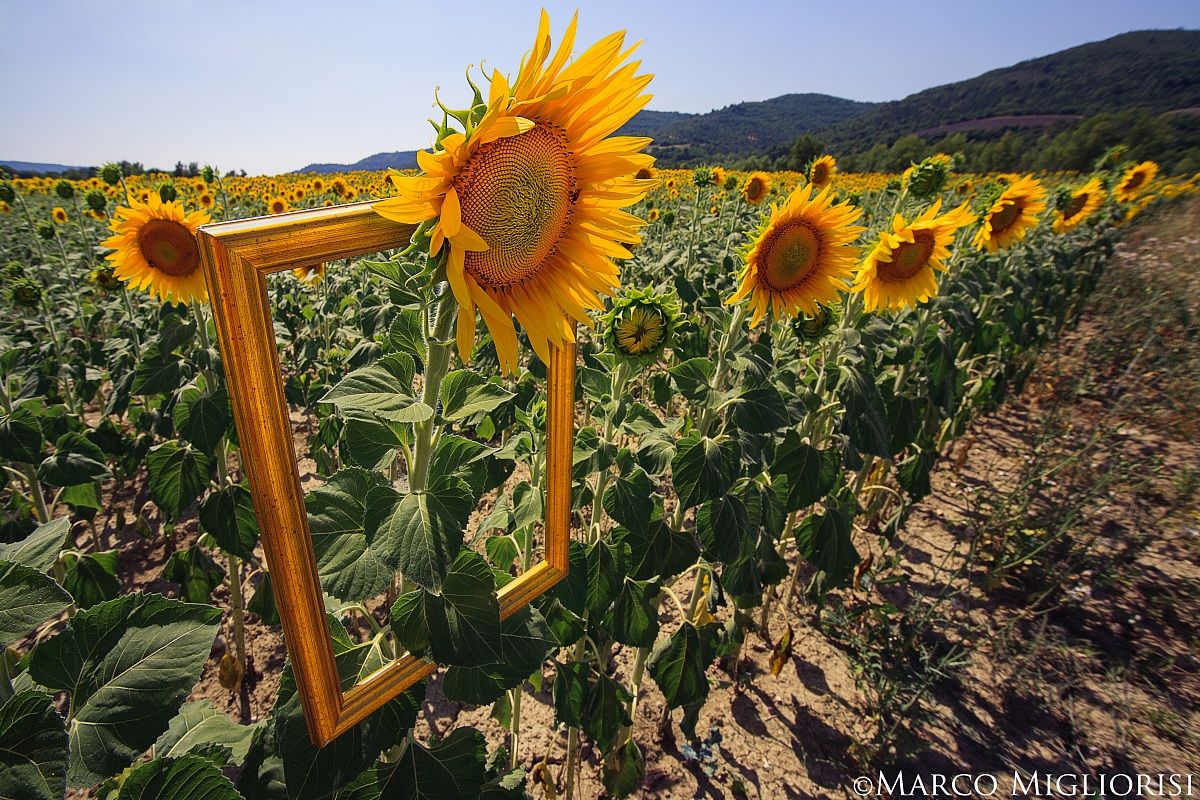 Opere d'arte della natura.