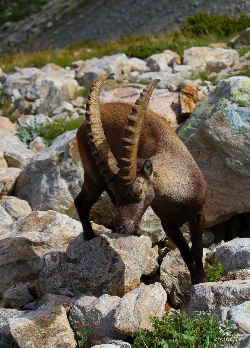 Stambecco