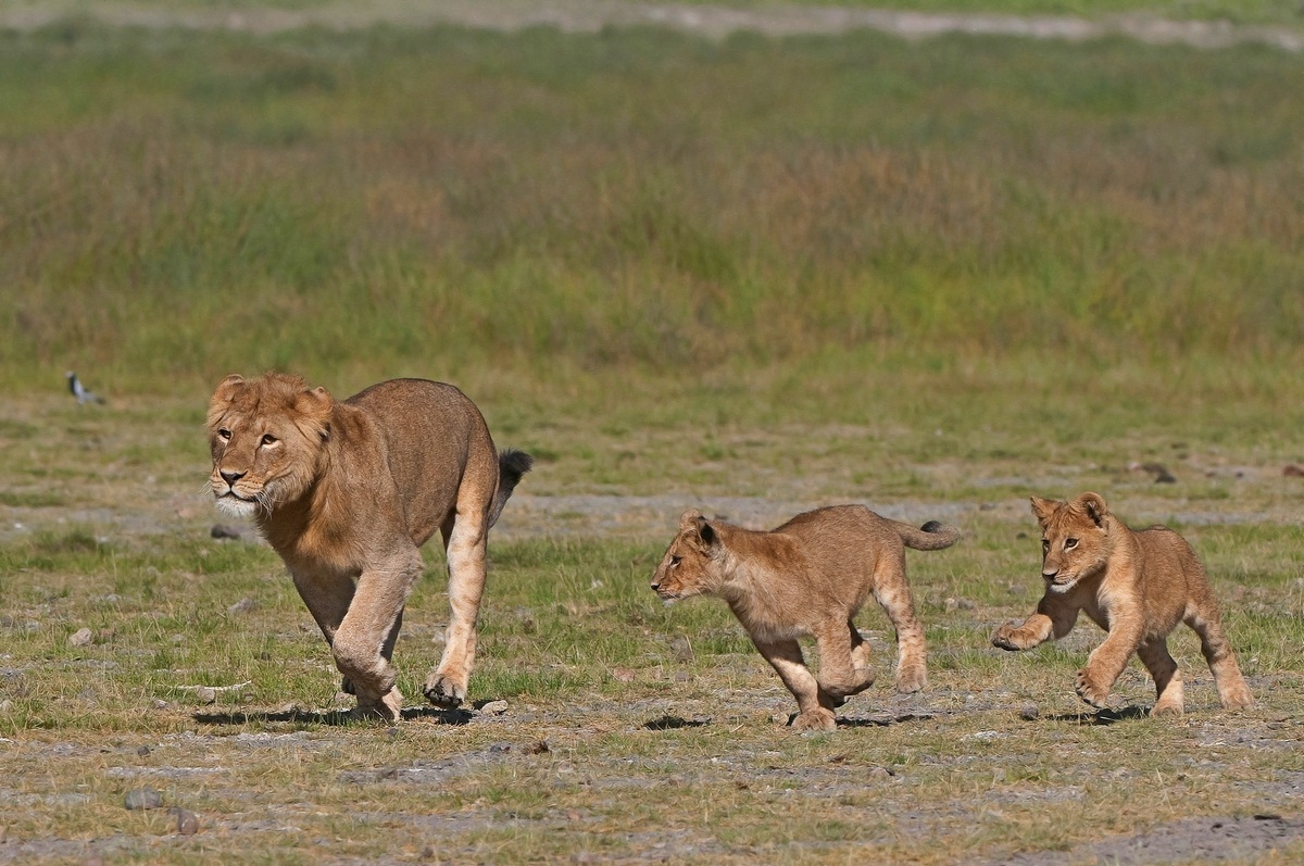 Lion cubs running