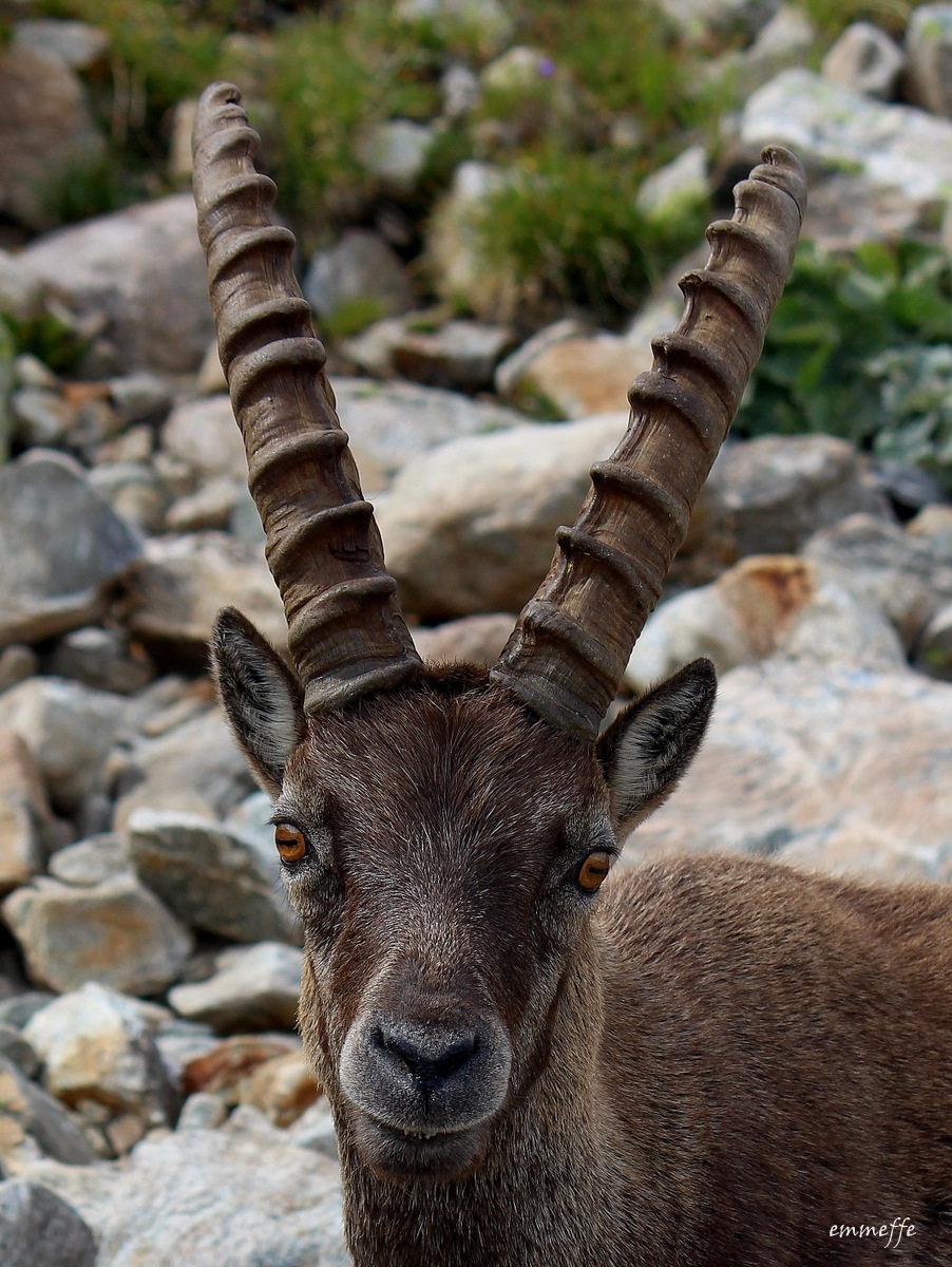 Stambecco... a me gli occhi !!!