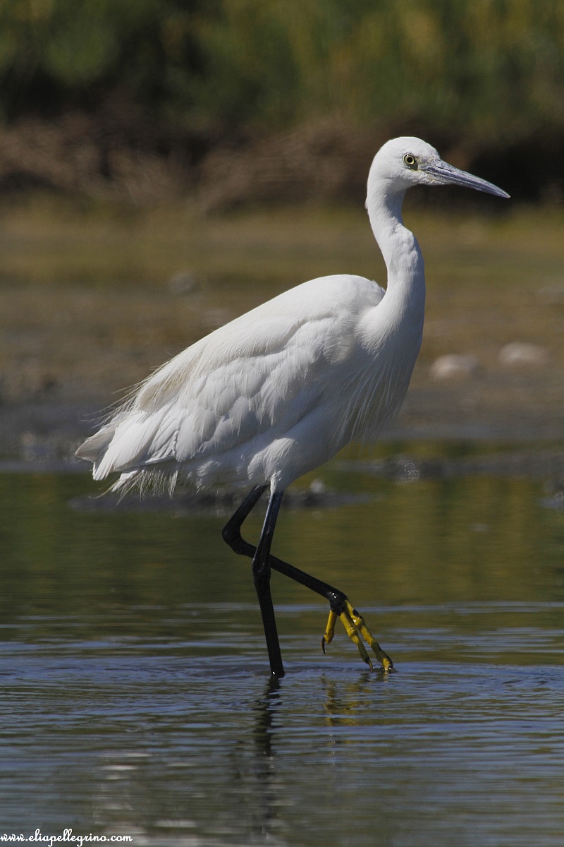 è ora de pranzo, devo magnà
