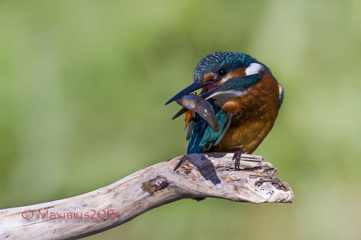 ... la giovane furia ...