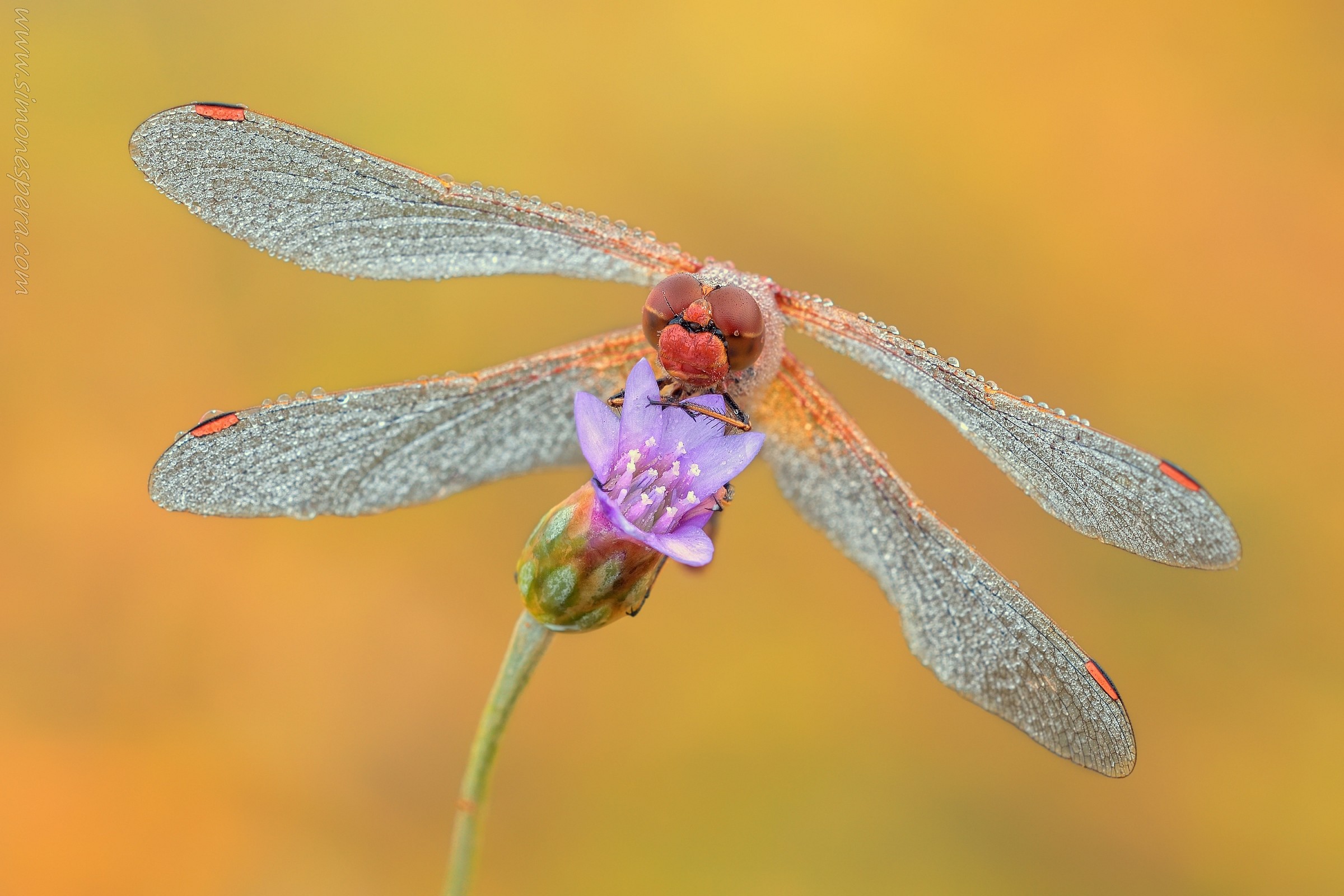 Un fiore per te.....