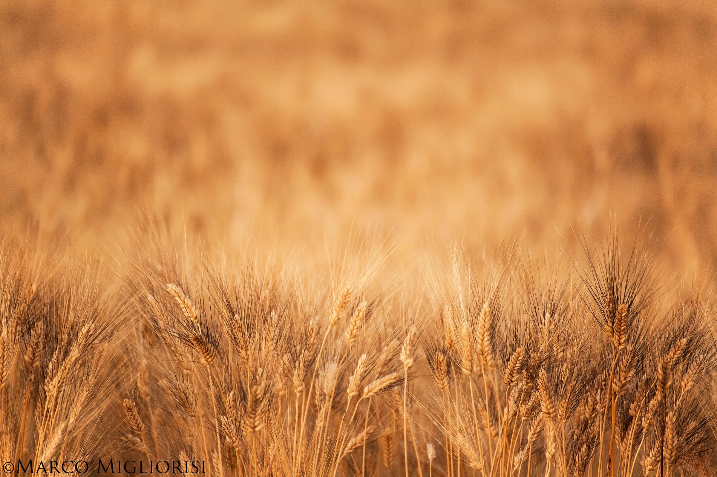Fields of Gold.