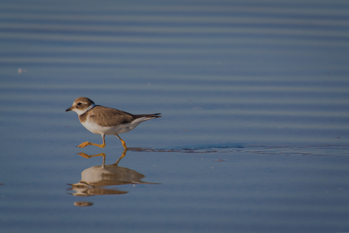 Little Ringed Plover