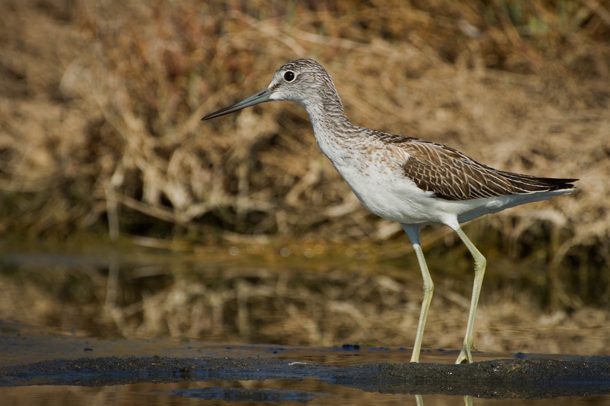 Sandpiper