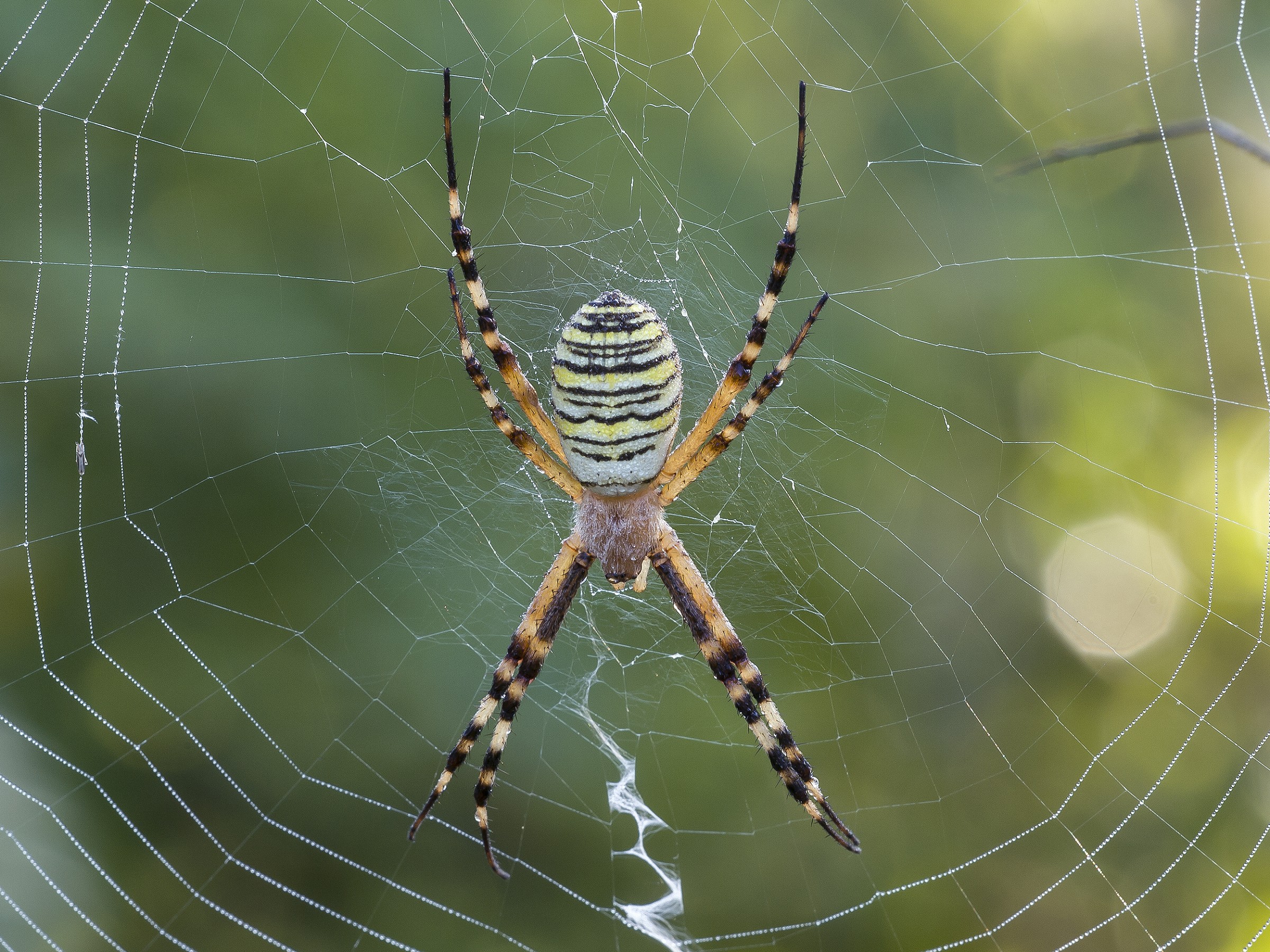 Argiope