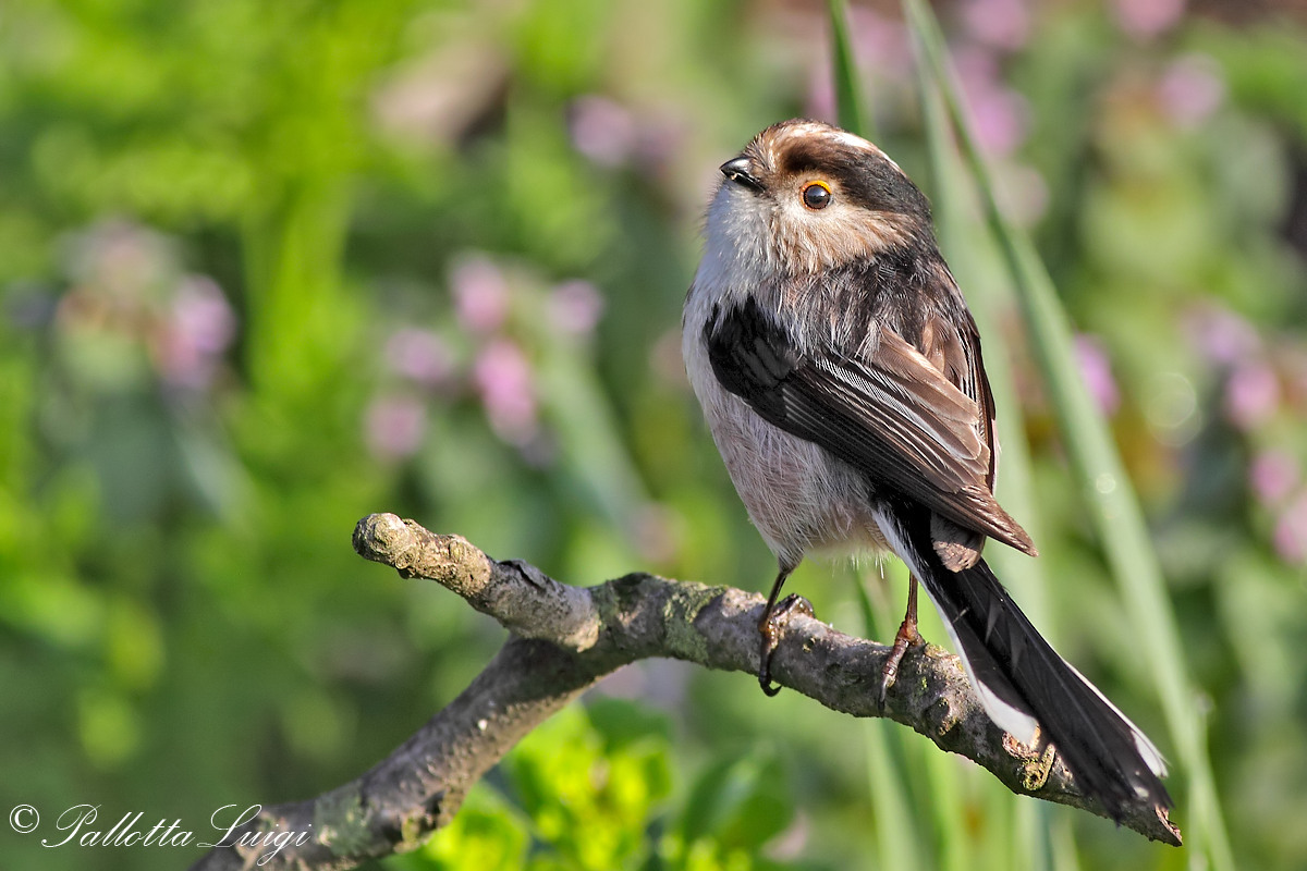 Long-tailed Tit (Aegithalos caudatus)