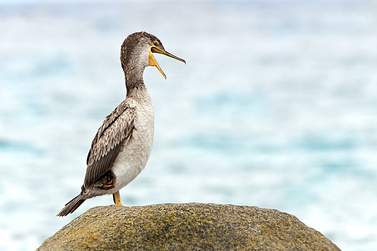 Common cormorant (Phalacrocorax carbo)