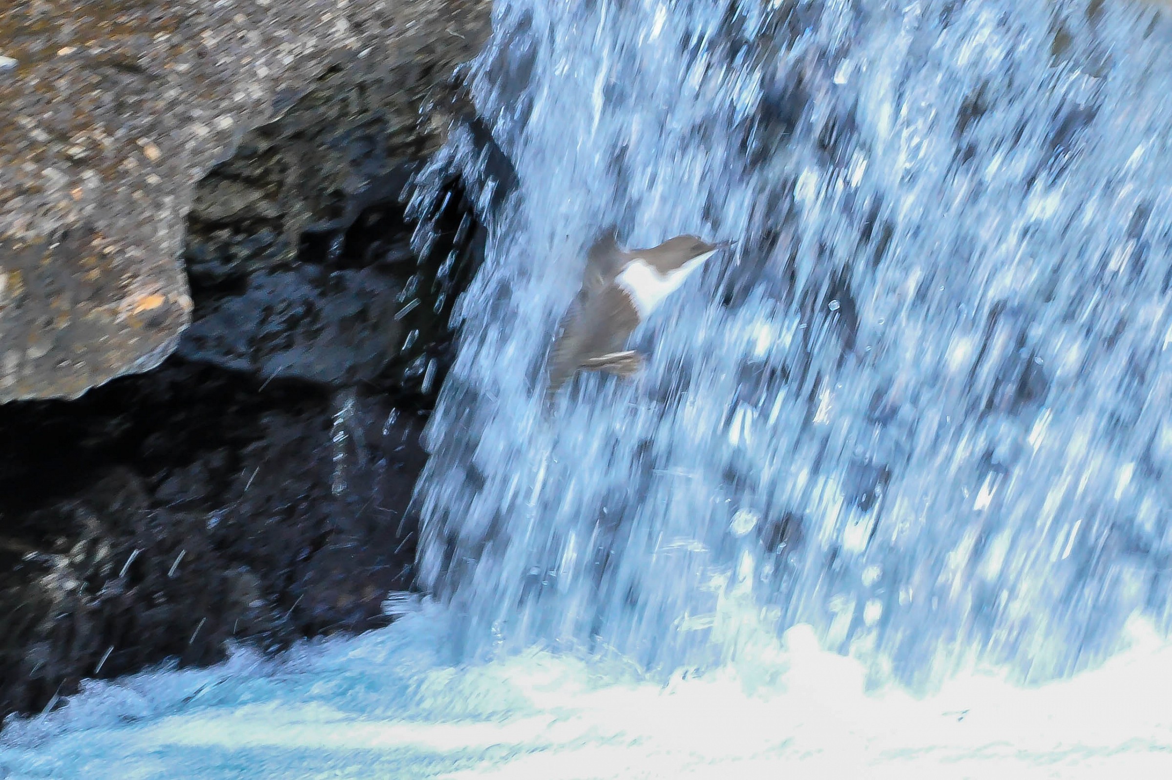 Acquaiolo sotto la doccia